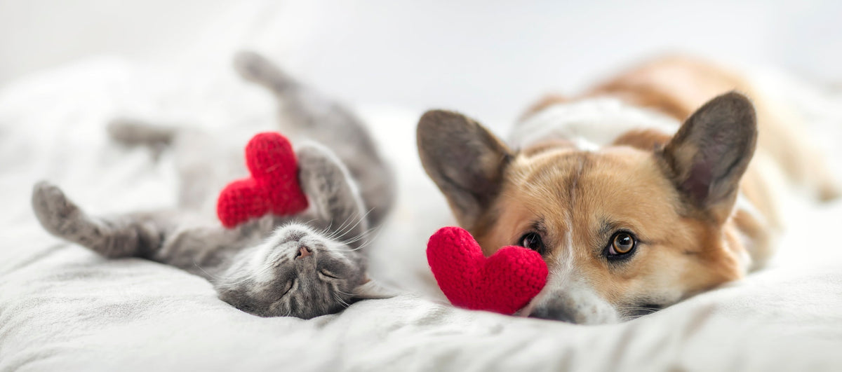 How to Keep Your House Clean When You Have Pets